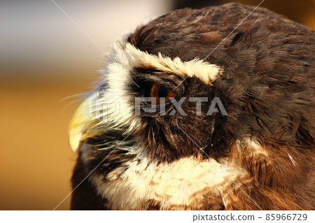 A close-up of the profile of a spectacled owl looking into the distance A close-up of the profile of a spectacled owl looking into the distance 85966729