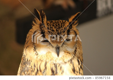 Bengal Eagle Owl with squinting eyes Bengal Eagle Owl with squinting eyes 85967158