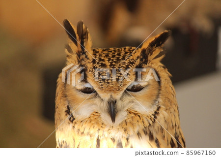 Eagle owl with its eyes closed 85967160
