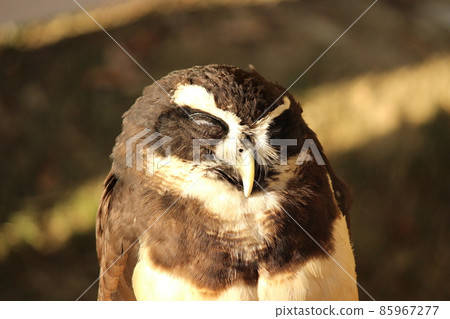 Spectacled owl sleeping in the sun Spectacled owl sleeping in the sun 85967277