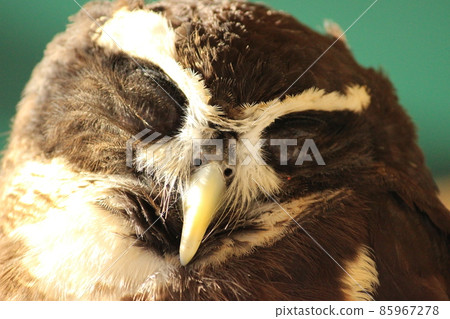 The sleeping face of a spectacled owl illuminated by the setting sun The sleeping face of a spectacled owl illuminated by the setting sun 85967278