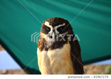 Spectacled owl standing in a good posture Spectacled owl standing in a good posture 85967279