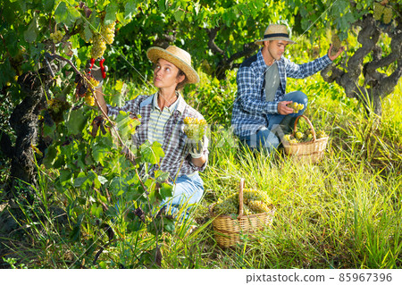 Two winemakers gathering harvest of grapes in vineyard Two winemakers gathering harvest of grapes in vineyard 85967396