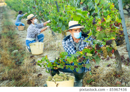 Farm worker in medical mask harvesting grapes in vineyard 85967436