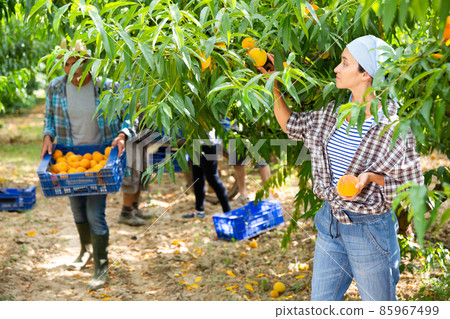 Portraite of positive woman harvests ripe peaches in orchard Portraite of positive woman harvests ripe peaches in orchard 85967499