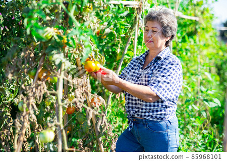 Positive retired woman picking tomatoes in homestead 85968101