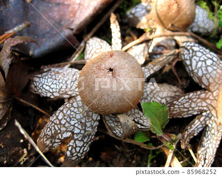 阿斯特賴俄斯Hygrometricus 阿斯特賴俄斯Hygrometricus 85968252
