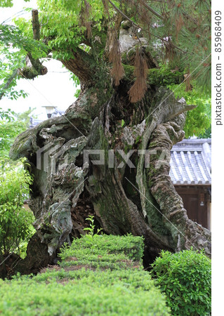 Old tree part 2 85968409