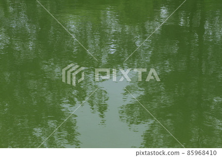 Green moving to the pond 85968410