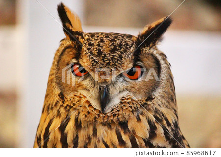 Bengal Eagle Owl with a crisp look Bengal Eagle Owl with a crisp look 85968617