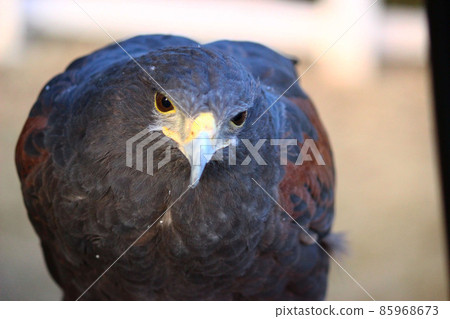 Harris Hawk staring at us 85968673