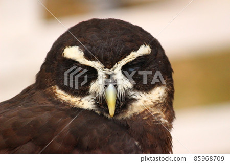 Spectacled owl turning around with a thin eye Spectacled owl turning around with a thin eye 85968709