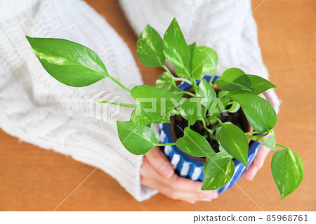 Hands with foliage plant Potos Hands with foliage plant Potos 85968761