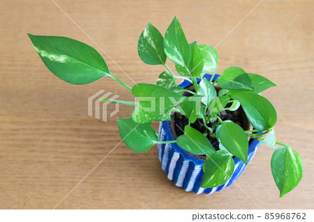 Potos foliage plant placed on the table 85968762