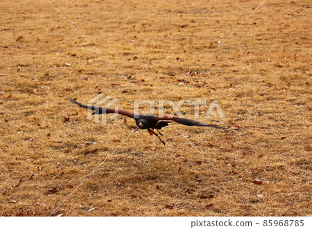 Harris's Hawk flying low in the open field 85968785