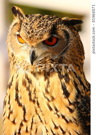 Bengal Eagle Owl in the setting sun 85968871