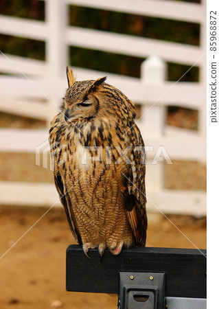 Bengal Eagle Owl perching in the corner 85968872
