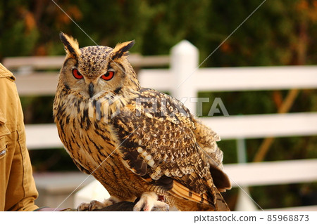 Crouching Bengal Eagle Owl Crouching Bengal Eagle Owl 85968873