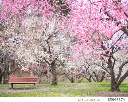 Mito Kairakuen plum blossoms in full bloom 85968874