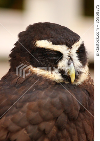 Spectacled owl looking around with sleepy eyes Spectacled owl looking around with sleepy eyes 85968875
