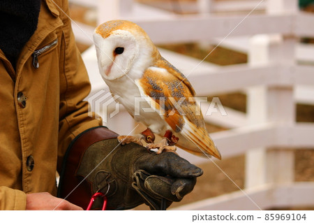 手臂上的穀倉貓頭鷹 85969104