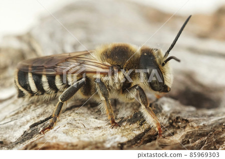 Closeup on alarge male of the White sectioned leafcutter bee, Megachile ericetorum, sitting on wood in Southern France Closeup on alarge male of the White sectioned leafcutter bee, Megachile ericetorum, sitting on wood in Southern France 85969303
