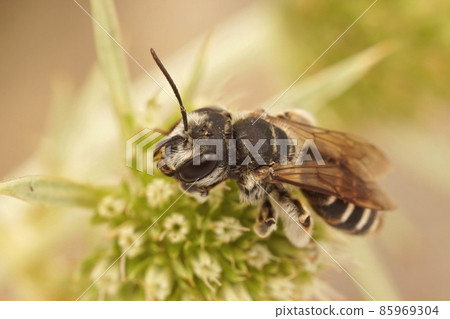 Closeup on a female Variable miner, Andrena variabilis sittin on the green Eryngo flower, Eryngium campestre in Southern France Closeup on a female Variable miner, Andrena variabilis sittin on the green Eryngo flower, Eryngium campestre in Southern France 85969304