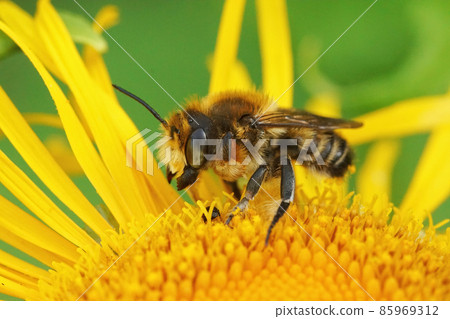 Closeup on a maleWillughby's leaf-cutter bee, Megachile willugbiella, sitting on a yellow Inula flower in the garden Closeup on a maleWillughby's leaf-cutter bee, Megachile willugbiella, sitting on a yellow Inula flower in the garden 85969312