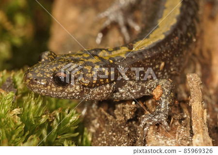 Closeup on an adult male longtoed salamander, Ambystoma macrodactylum macrodactylum from Mid - Oregon, USA Closeup on an adult male longtoed salamander, Ambystoma macrodactylum macrodactylum from Mid - Oregon, USA 85969326