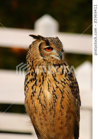 Bengal Eagle Owl with a fluffy stomach 85969411