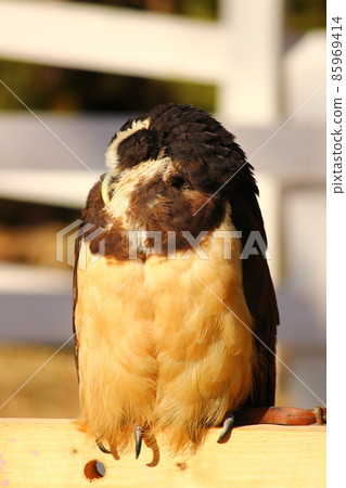 Spectacled owl resting in the evening Spectacled owl resting in the evening 85969414