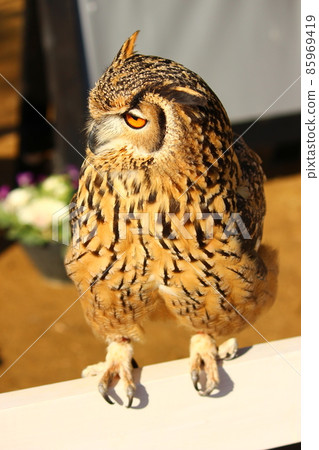 Bengal Eagle Owl like wearing pumpkin pants Bengal Eagle Owl like wearing pumpkin pants 85969419