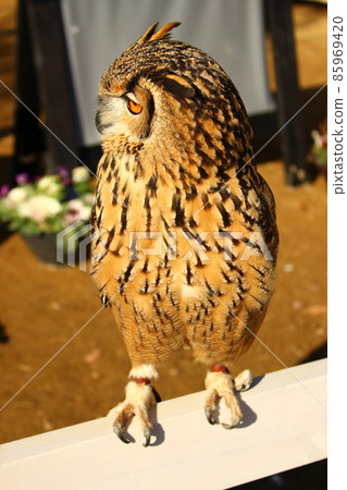 Bengal Eagle Owl perching on the hook Bengal Eagle Owl perching on the hook 85969420