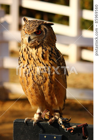 Bengal Eagle Owl with a biased center of gravity Bengal Eagle Owl with a biased center of gravity 85969560