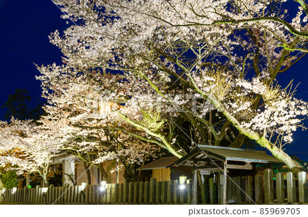 Aso Shrine's night cherry blossoms "Light-up scenery" is a historical shrine (sightseeing spot) that is said to have been founded in BC 85969705