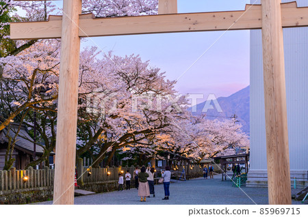 Aso Shrine's night cherry blossoms "Light-up scenery" is a historical shrine (sightseeing spot) that is said to have been founded in BC 85969715