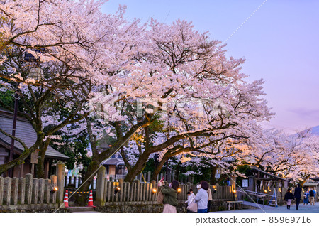 阿蘇神社的夜櫻“點燈風景”是據說建於公元前的歷史神社（觀光景點） 85969716