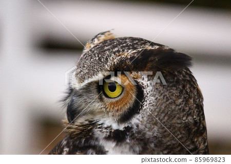 Great horned owl profile up 85969823