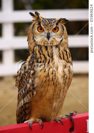 Bengal Eagle Owl with round eyes Bengal Eagle Owl with round eyes 85969824