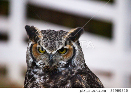 Great horned owl with prominent ears-like feathers 85969826