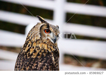 Bengal Eagle Owl turning his face toward the sound 85969827
