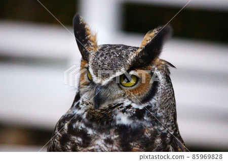 有突出翼角的大角鴞 有突出翼角的大角鴞 85969828