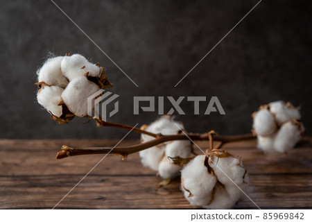 黑色背景中出現的棉棉 85969842