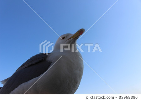 Turkey Istanbul Galata Bridge Galata Building 85969886