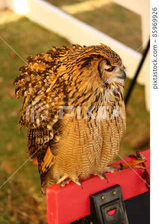 Bengal Eagle Owl with swelling feathers Bengal Eagle Owl with swelling feathers 85969926