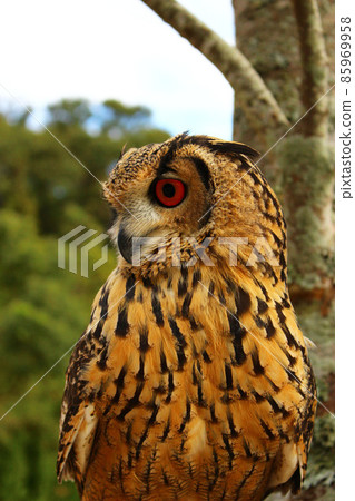 Bengal Eagle Owl looking down from the top of the tree Bengal Eagle Owl looking down from the top of the tree 85969958
