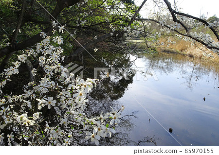 Kobusi flowers blooming in Samboji Pond / [Shakujii Park] Nerima-ku, Tokyo 85970155