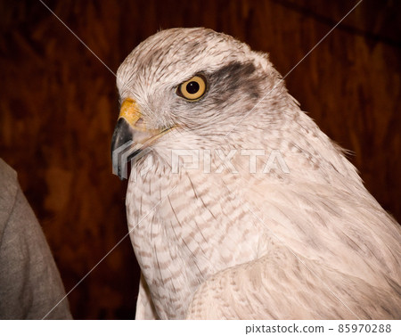 White hawk up 85970288