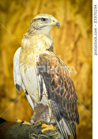 Ferruginous hawk on the arm Ferruginous hawk on the arm 85970294