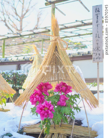 上野東照宮的冬牡丹(有雪) 上野東照宮的冬牡丹(有雪) 85970345